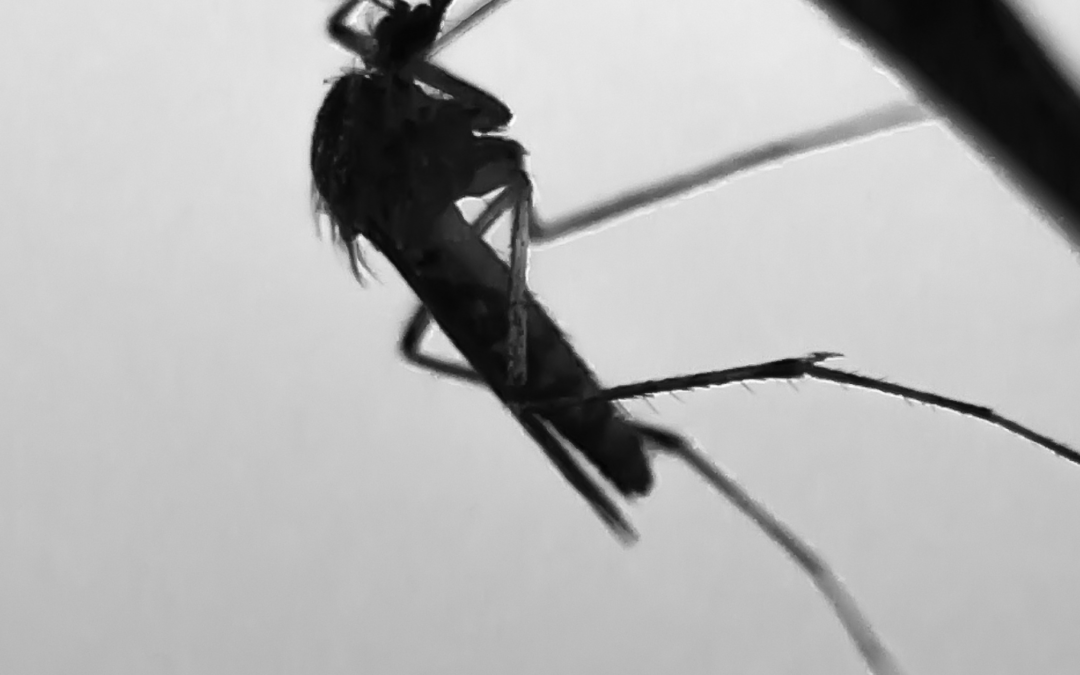 Un microbio detiene el virus Malaria