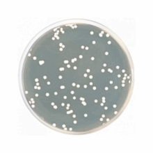 Agar Dextrosa Sabouraud EP-USP-ISO