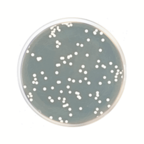 Agar Dextrosa Sabouraud EP-USP-ISO