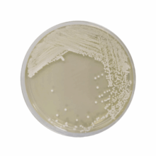 Agar Glucosa Oxitetraciclina