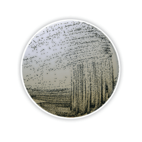 Base de agar Baird Parker