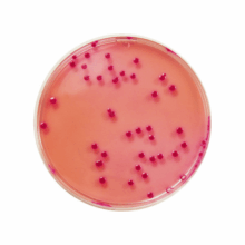 agar mueller hinton