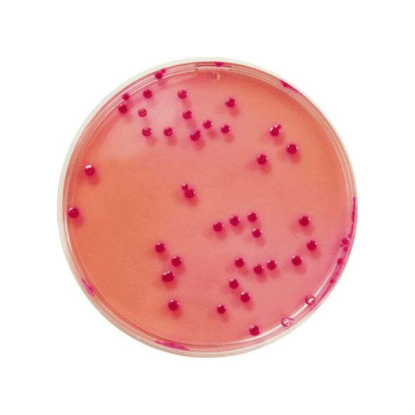 agar mueller hinton