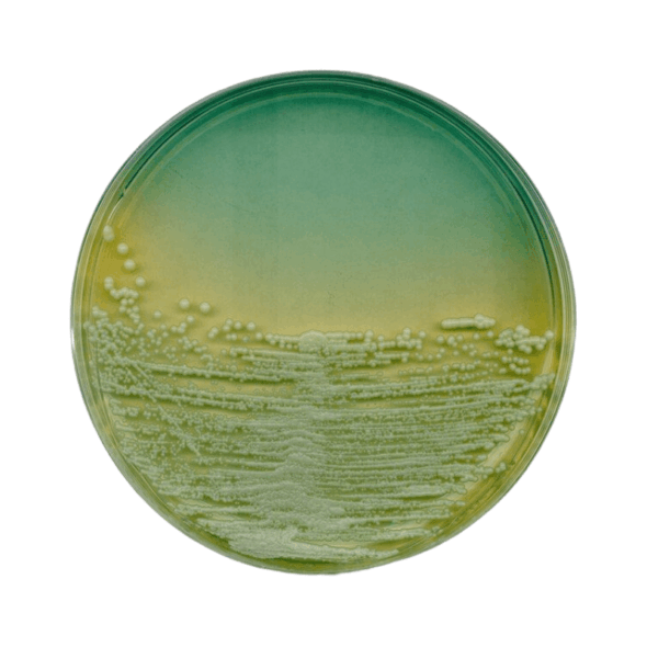 agar nutritivo iso