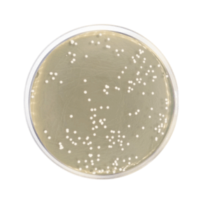 Agar Dextrosa Sabouraud con Cloranfenicol