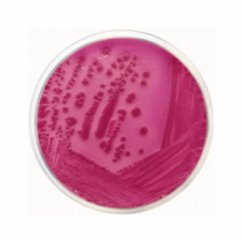 Agar Bilis Rojo Violeta Lactosa - ISO