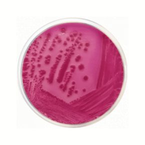 Agar Bilis Rojo Violeta Lactosa - ISO