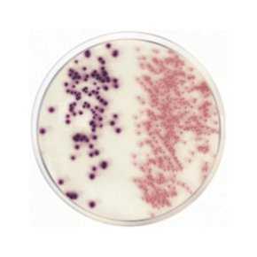 Agar Cromogénico Coliformes