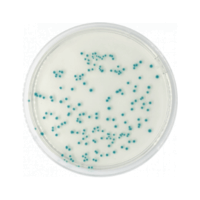 Agar Cromogénico TBX