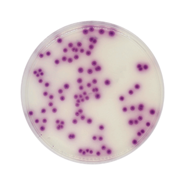 Agar Cromogénico para Salmonella