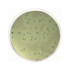 Base de Agar Cromogénico para Listeria