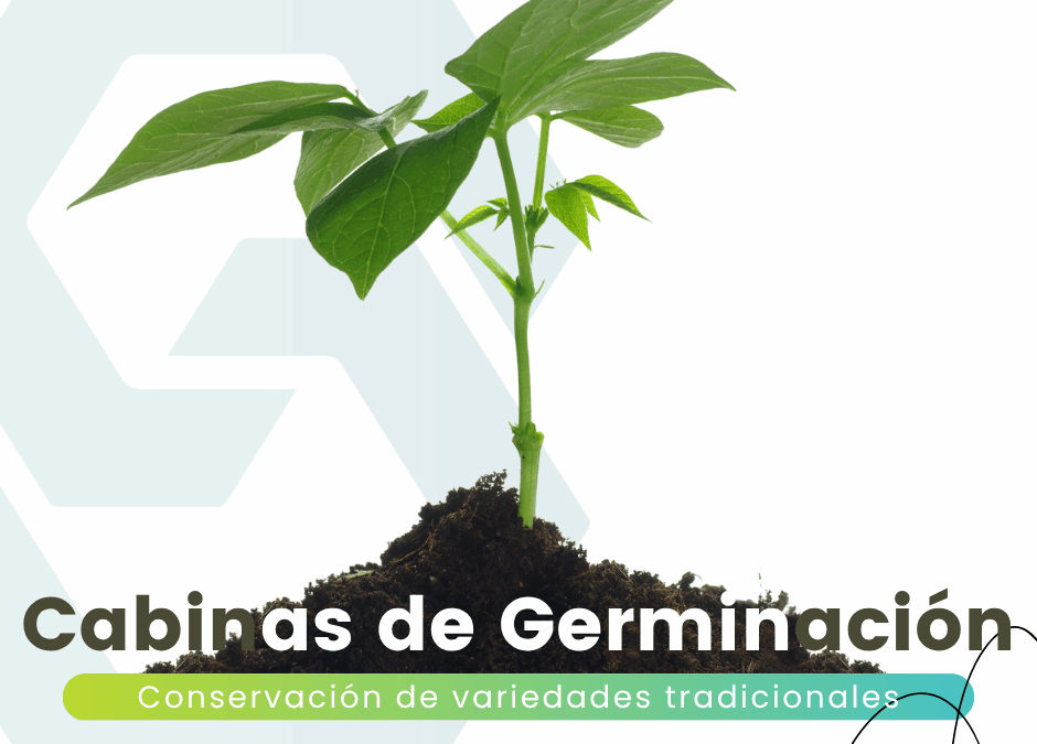 Cabinas de germinación: papel esencial para conservar variedades tradicionales